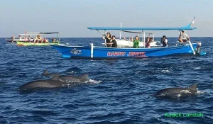 Sewa Perahu nonton Dolphin