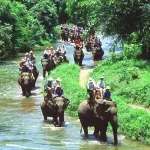 Wisata Naik Gajah Di Taro Ubud