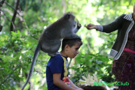 Berphoto dengan kera di monkey forest Ubud