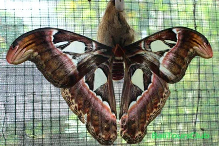 Kupu-kupu di Bali Butterfly Park