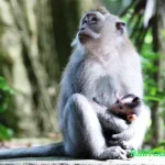 Objek wisata monkey forest Ubud