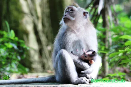 Objek wisata monkey forest Ubud