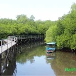 Pemandangan hutan Mangrove Bali
