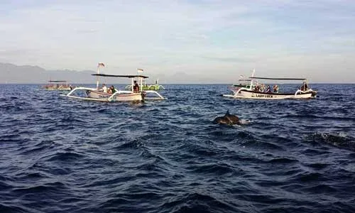Lovina Tour Bali - nonton dolphin