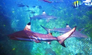 Wisata berenang ikan hiu di Bali