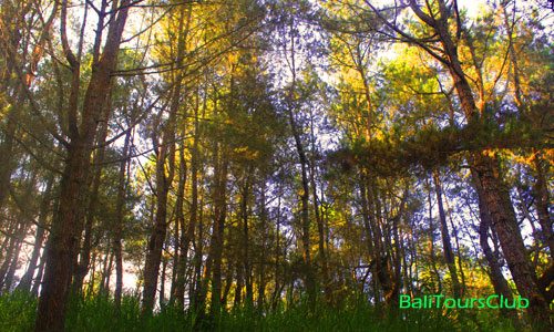 Hutan Pinus tempat selfie di Kintamani