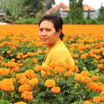 Ladang Bunga Marigold di Belok Sidan