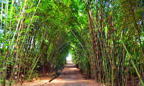 Hutan Bambu di desa Penglipuran