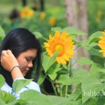 Sunflowers Garden – Kebun Bunga Matahari di Bali