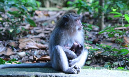 Harga Tiket Masuk Monkey Forest Ubud Terbaru