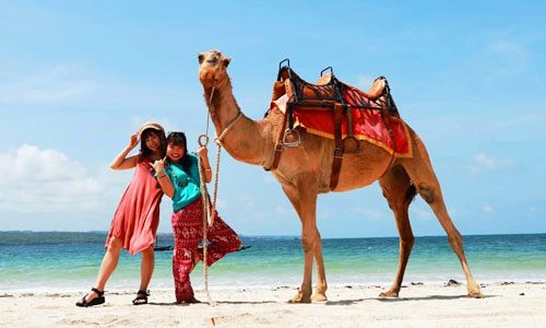 Bali Camel Adventure - Wisata naik unta di Kelan