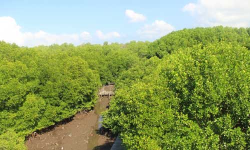 Ekowisata Mangrove Wanasari
