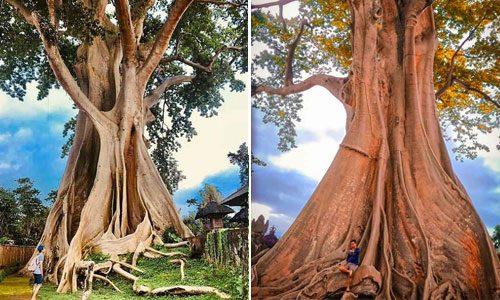 Pohon Raksasa di Desa Tua