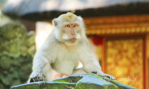 Hutan monyet di pulau Bali